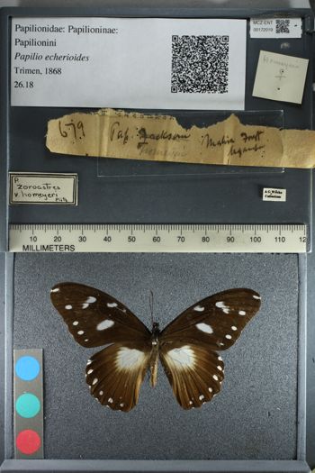 Media type: image;   Entomology 172019